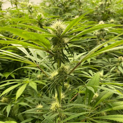 Super sour space candy  growlog timeline photo