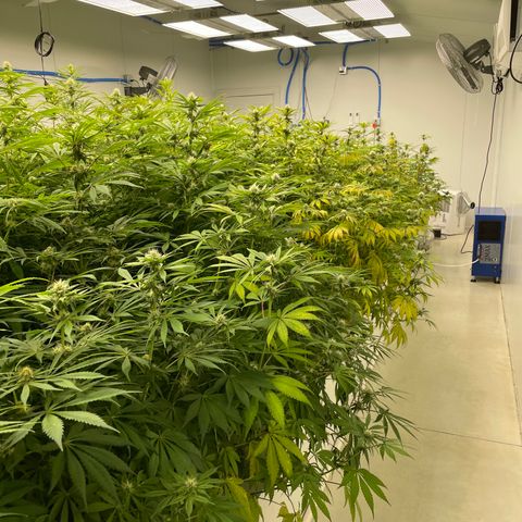 Super sour space candy  growlog timeline photo