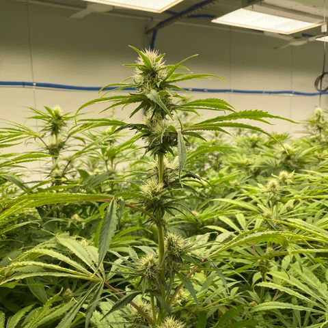 Super sour space candy  growlog timeline photo