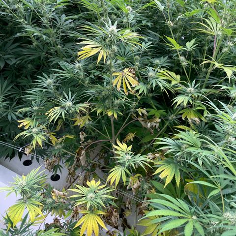 Lifter  growlog photo: Purpling stems starting to show 