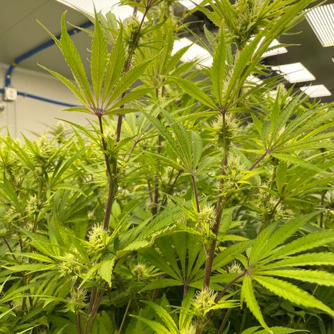 Lifter  growlog photo: Purpling stems starting to show 