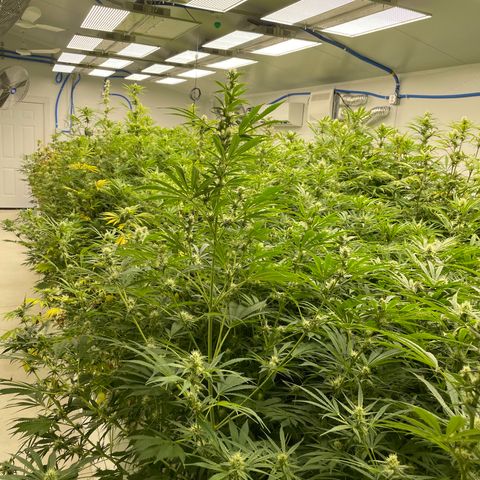 Lifter  growlog photo: Purpling stems starting to show 