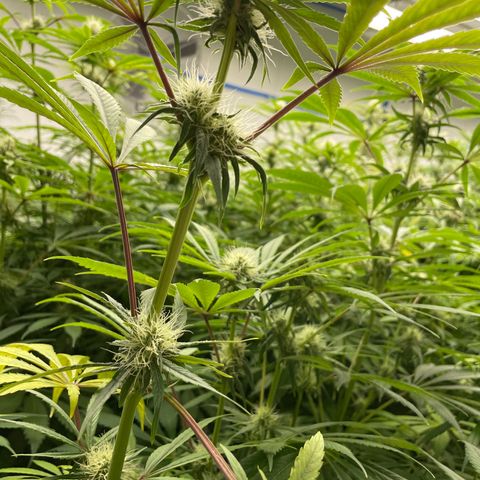 Super sour space candy  growlog photo: Nice buds purpling stems getting worse 