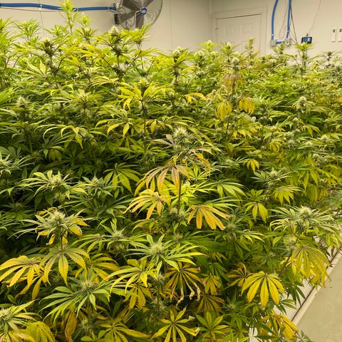 Super sour space candy  growlog photo: Nice buds purpling stems getting worse 