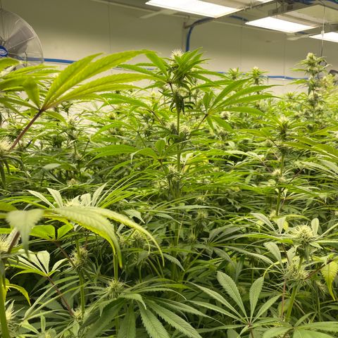 Super sour space candy  growlog photo: Nice buds purpling stems getting worse 