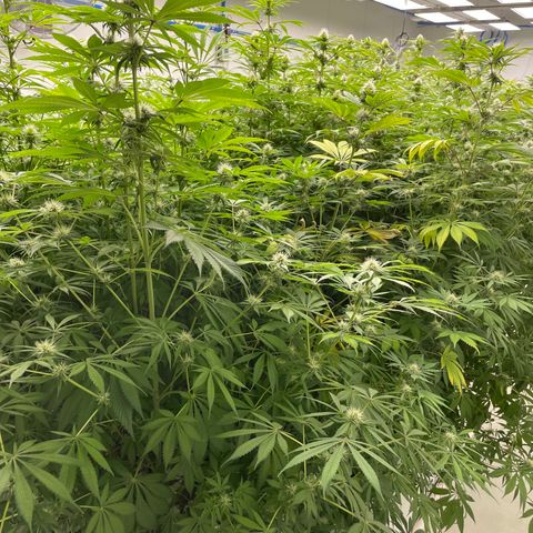 Super sour space candy  growlog photo: Nice buds purpling stems getting worse 
