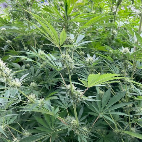 Lifter  growlog photo: Purpling stems starting to show 