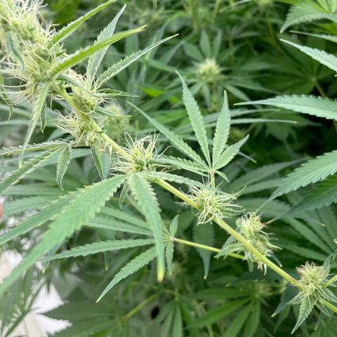 Lifter  growlog photo: Purpling stems starting to show 