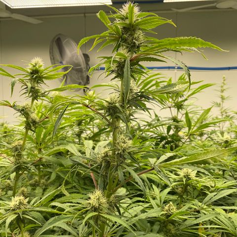 Super sour space candy  growlog photo: Nice buds purpling stems getting worse 