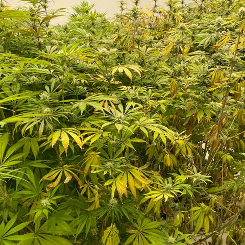 Super sour space candy  growlog photo: Nice buds purpling stems getting worse 