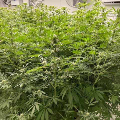 Lifter  growlog photo: Purpling stems starting to show 