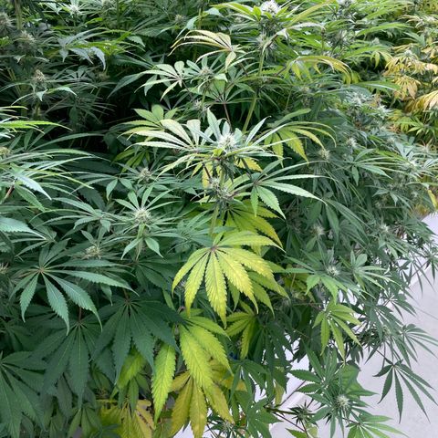 Super sour space candy  growlog photo: Nice buds purpling stems getting worse 