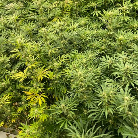 Lifter  growlog photo: Purple speeding threw room 