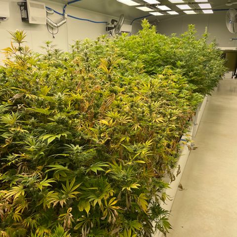 Lifter  growlog photo: Purple speeding threw room 