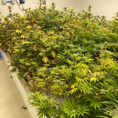 Lifter  growlog photo: Purple speeding threw room 