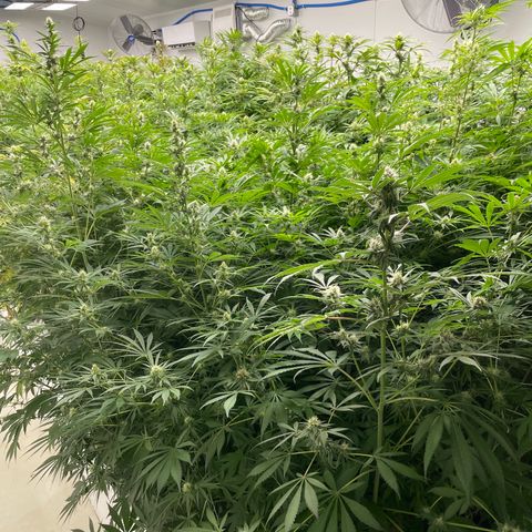 Lifter  growlog photo: Purple speeding threw room 