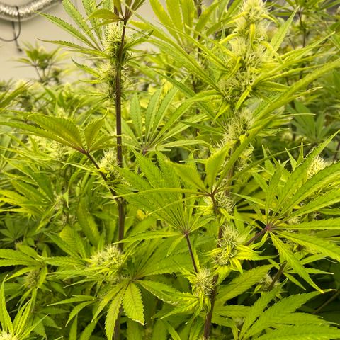 Lifter  growlog photo: Purple speeding threw room 
