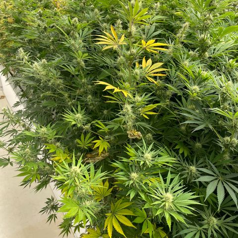 Lifter  growlog photo: Purple speeding threw room 