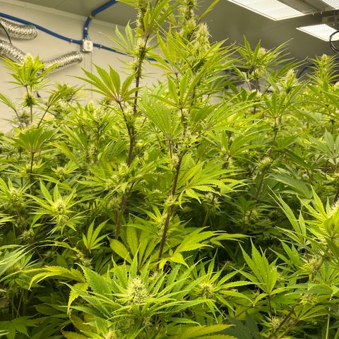 Lifter  growlog photo: Purple speeding threw room 
