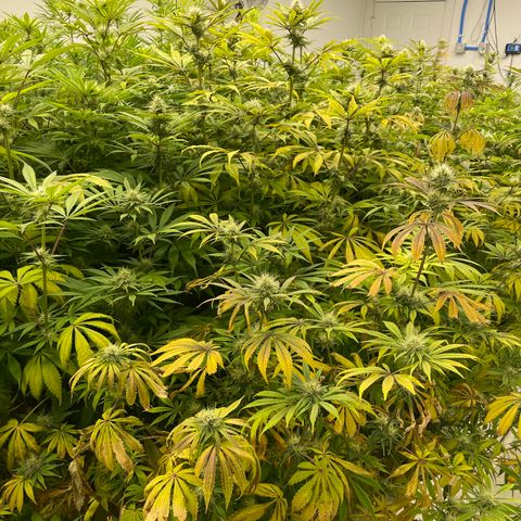 Super sour space candy  growlog photo: Purple spreading threw room buds looks good 