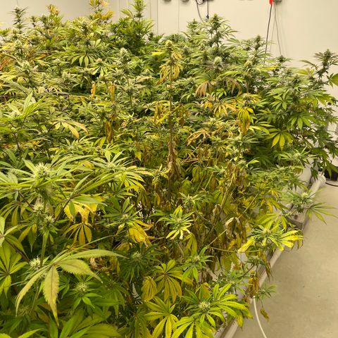 Super sour space candy  growlog photo: Purple spreading threw room buds looks good 