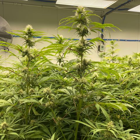 Super sour space candy  growlog photo: Purple spreading threw room buds looks good 