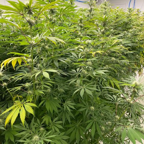 Super sour space candy  growlog photo: Purple spreading threw room buds looks good 