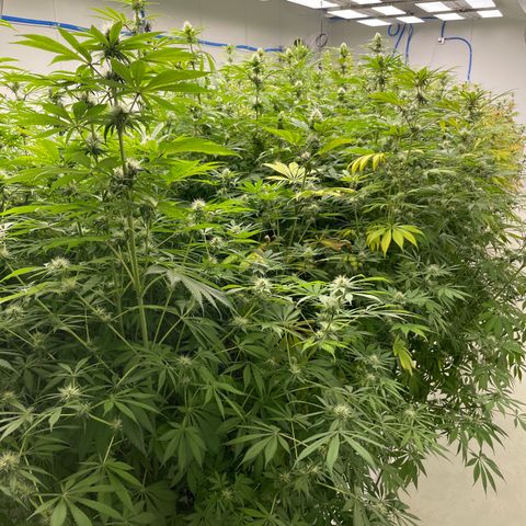 Super sour space candy  growlog photo: Purple spreading threw room buds looks good 