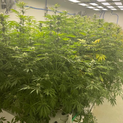 Super sour space candy  growlog timeline photo