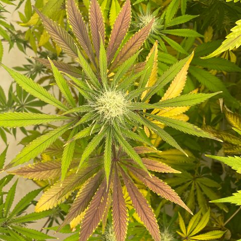 Super sour space candy  growlog timeline photo