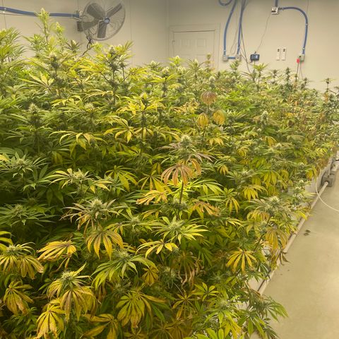 Super sour space candy  growlog timeline photo