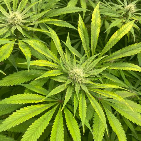 Super sour space candy  growlog timeline photo