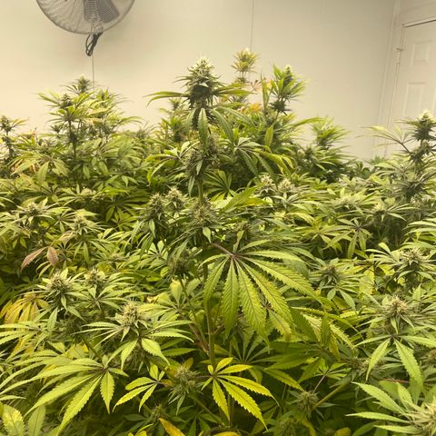 Super sour space candy  growlog timeline photo
