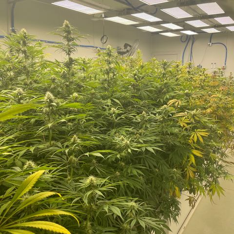 Super sour space candy  growlog timeline photo
