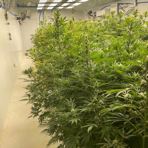 Lifter  growlog photo:  Tag plants are plants they were tested by the state and also us 