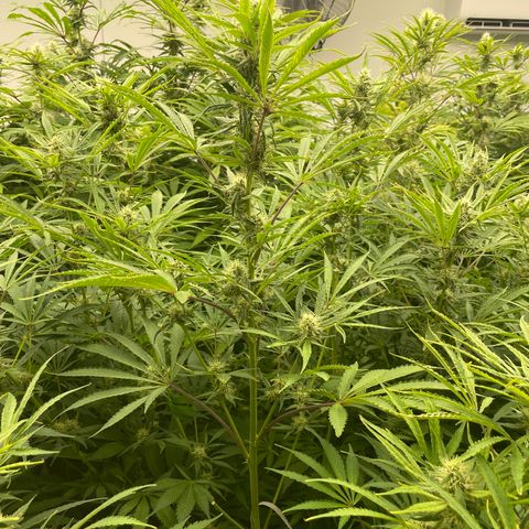 Lifter  growlog photo:  Tag plants are plants they were tested by the state and also us 