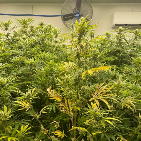 Lifter  growlog photo:  Tag plants are plants they were tested by the state and also us 