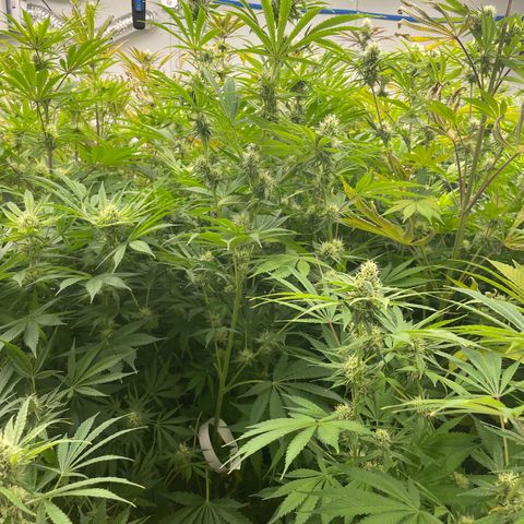 Lifter  growlog photo:  Tag plants are plants they were tested by the state and also us 
