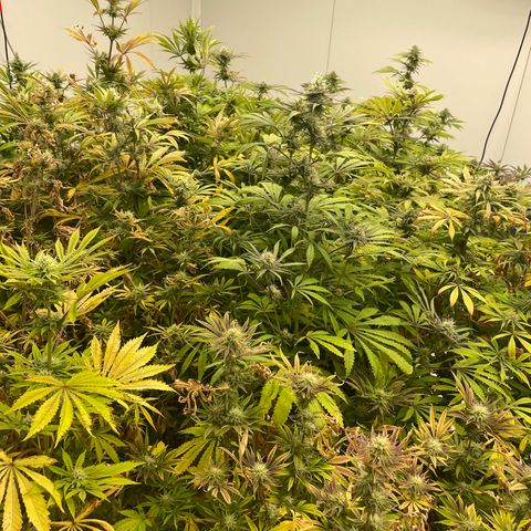 Lifter  growlog photo:  Tag plants are plants they were tested by the state and also us 