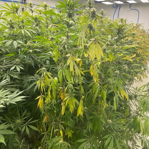Super sour space candy  growlog photo: Tag Plants tested by the state and uS wilted plant new overnight