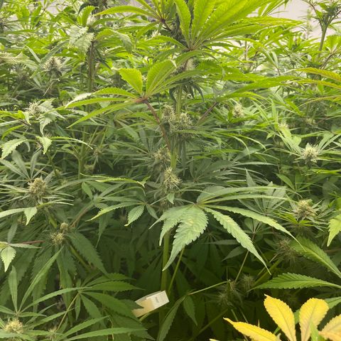 Super sour space candy  growlog timeline photo