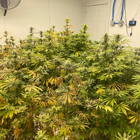 Super sour space candy  growlog timeline photo