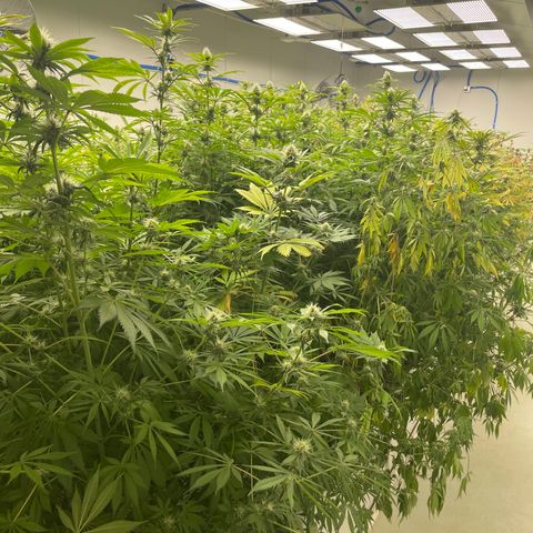 Super sour space candy  growlog photo: Tag Plants tested by the state and uS wilted plant new overnight