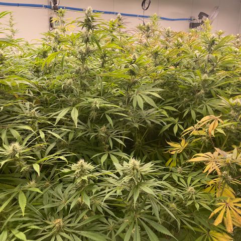 Super sour space candy  growlog timeline photo