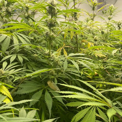 Super sour space candy  growlog timeline photo