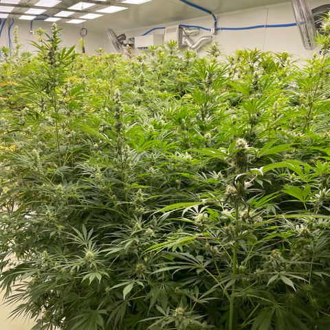 Lifter  growlog photo: Same as day before yellow purple stress spots bud being tested today for potency 
