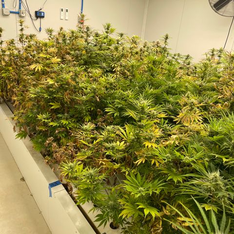 Lifter  growlog photo: Same as day before yellow purple stress spots bud being tested today for potency 