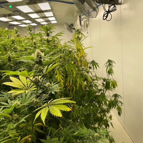 Super sour space candy  growlog photo: Same as day before stress with yellow leaves worse than lifter side