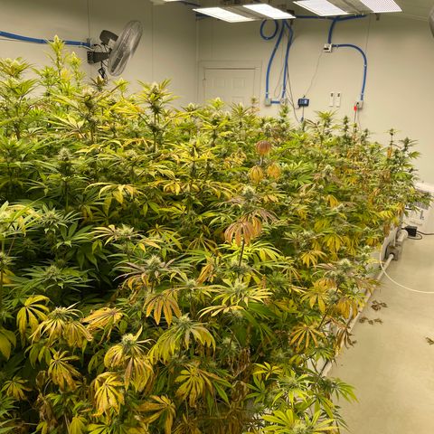 Super sour space candy  growlog photo: Same as day before stress with yellow leaves worse than lifter side