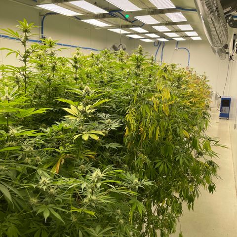 Super sour space candy  growlog photo: Same as day before stress with yellow leaves worse than lifter side